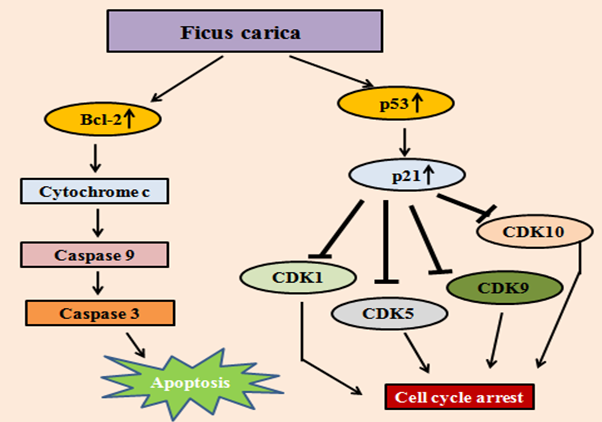 Figure 3: Molecular action of Ficus carica: Ficus carica induced apoptosis via Bax and p53 activation. BAX helps to release cytochrome c from mitochondria followed by activation of caspases leading to cell death. Activation of p53 also activates p21 which furthers inhibits the action of CDKs, hence leads to cell cycle arrest.