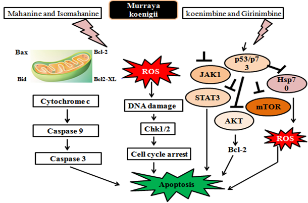 Figure 4: Molecular action on Murraya koenigii: Murraya koenigii and its primary active component regulates multiple signaling pathways, including JAK/STAT, phosphatidylinositol 3 kinase (PI3K)/protein kinase B (AKT) and mammalian target of rapamycin (mTOR). Active constituents viz koenimbine and girinimbine from MK triggered the tumor suppressor gene p53/p73 which in turn inhibits the JAK1, STAT3, mTOR, Hsp90 and AKT. Mahanine and isomahanine from MK responsible for the release of cyctochrome c which furthers initiates cascade of caspases in the intrinsic apoptotic pathway and finally lead to apoptosis. It also triggers the check point of cell cycle and induces the Go/G1 cell cycle arrest.