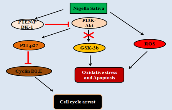 Figure 5: Molecular action on Nigella Sativa: Nigella Sativa suppresses the PI3K-Akt pathways by activating PTEN/PDK-1. After this the inhibition of downstream regulator GSK-3b takes place which further induces the oxidative stress and finally apoptosis. NS also generates the reactive oxygen species which creates oxidative stress condition leading to apoptosis. In addition to this, inhibition of PI3K-Akt activates p21 and p27 which further inhibits the cyclins (D1,E) and leading to cell cycle arrest.