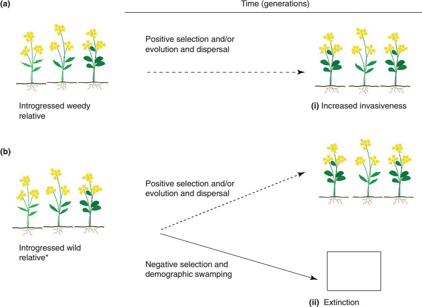 Figure 2: Risk of pollen flow on the wildlife.