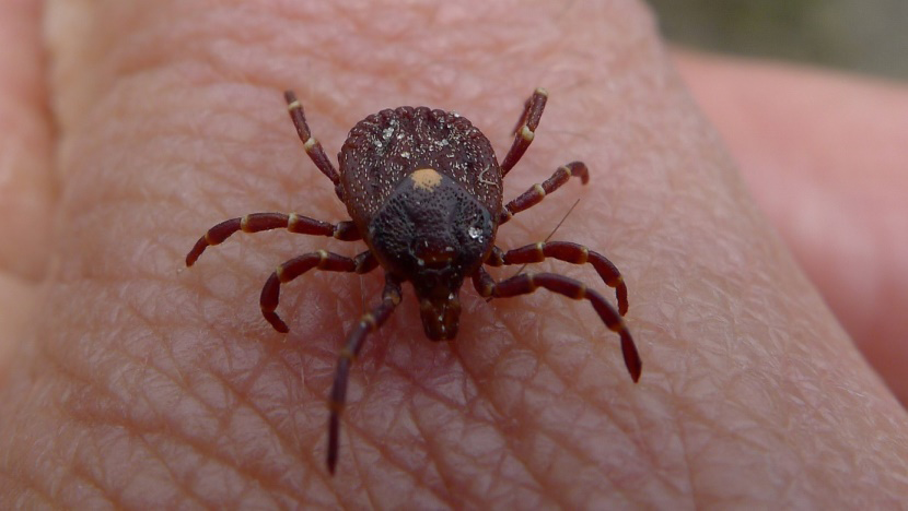 Figure 2: Ticks (kingdom Animalia, phylum Arthropoda, subphylum Chelicerata, class Arachnida, superorder Parasitoformes, order Ixodida, superfamily Ixodoidea, family Ixodidea, genus Ixodes). This image is licensed under creative commons attribution 2.0.