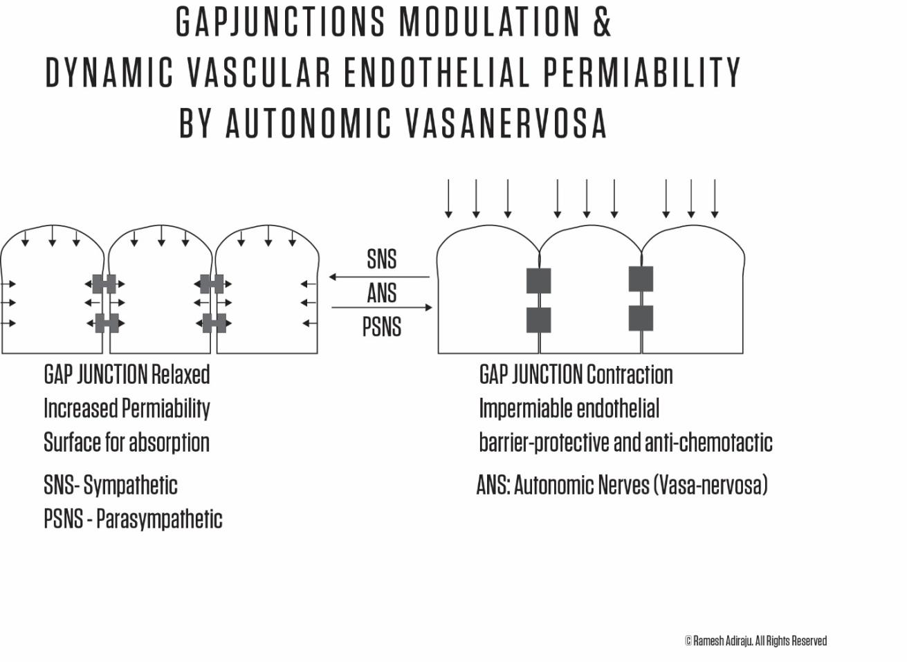 Figure 1: GAP junction’s modulations and Dynamic Vascular Endothelial Permiability by Autonomic Vasanervosa.