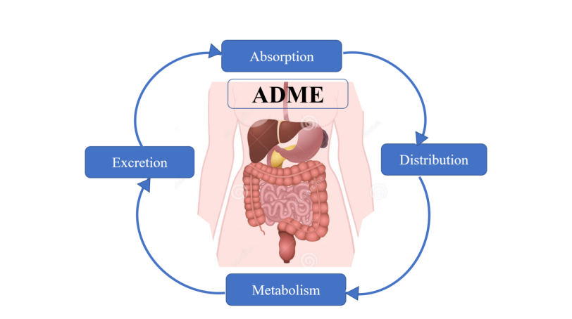 Figure 1: For example, a compartment model makes it easy to define a clearance that depends on the drug removal process, or a volume of distribution that depends on the drug distribution in the tissue [9]. The model also provides an easy way to obtain an estimate of drug absorption (bioavailability) after extravascular drug administration [10]. Modeling is a complex, multi-step process in which new hypotheses are proved and disproved by experimental and simulated simulations through continuous interaction between the experimenter and the computer.