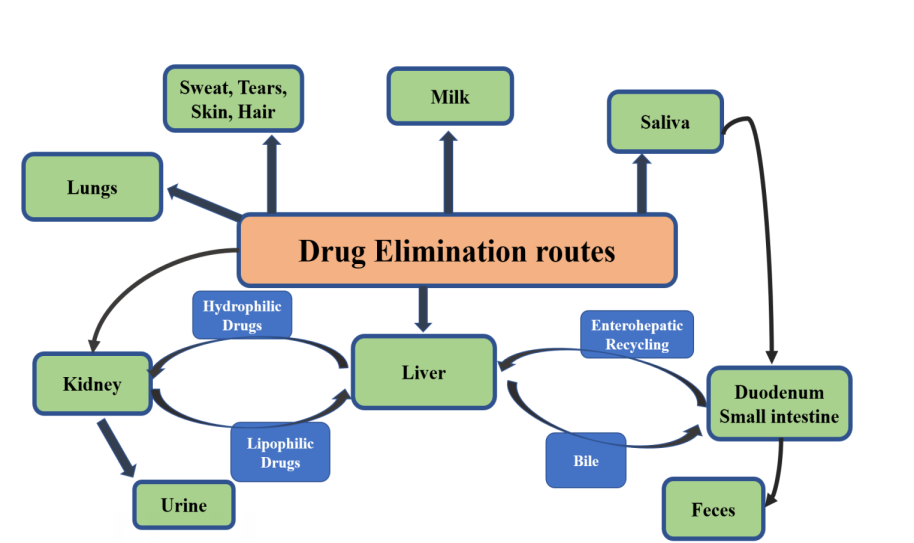 Figure 2: Elimination of drug from the human body.