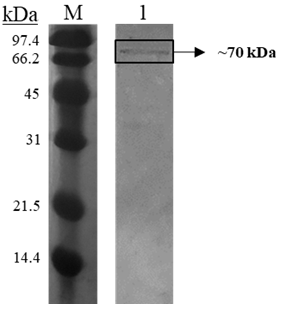 Figure 3: SDS-PAGE gel image of catalase purified from A. fumigatus. M, protein marker (10 µg) (Bio-Rad Unstained SDS-PAGE Standards, USA); 1, catalase sample isolated from size exclusion column (10 µg).