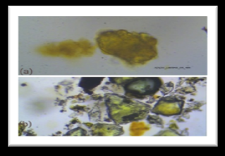 Figure 6: (a) Laksha (b) Stone cells.