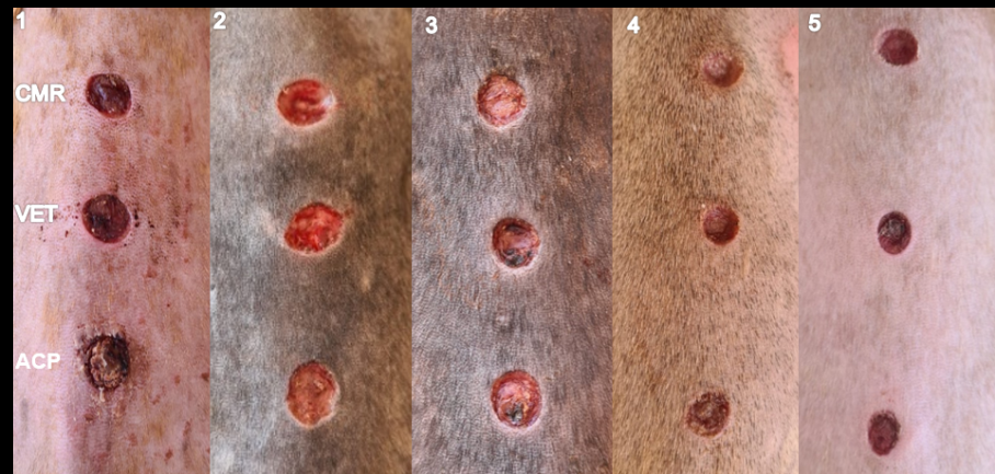 Figure 4: Macroscopic aspects of the healing process on the fourth day of treatment.