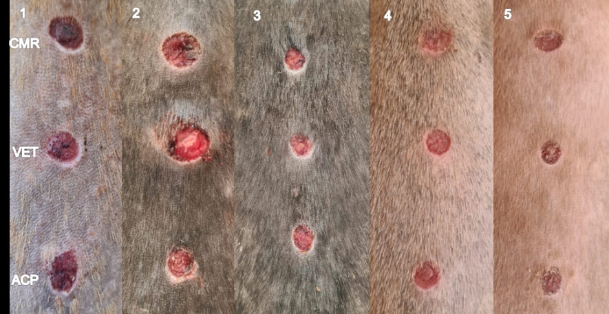 Figure 5: Macroscopic aspects of the healing process on the seventh day of treatment.