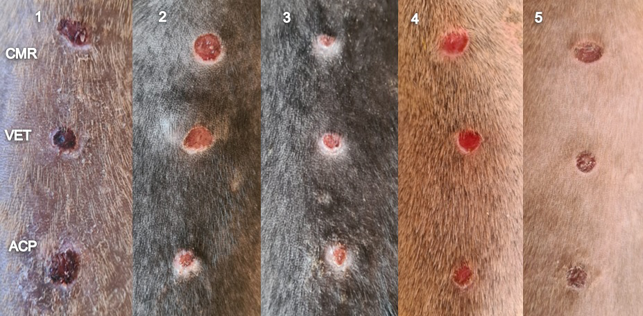 Figure 6: Macroscopic aspects of the healing process on the tenth day of treatment.