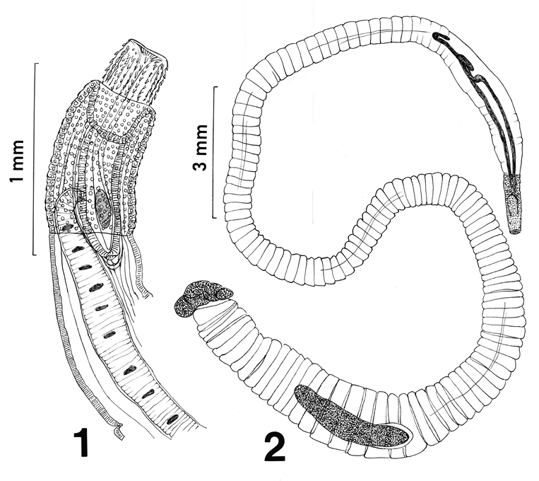 Figure 1: ** The anterior part of the female specimen showing the retracted anterior proboscis, the posterior displacement of the proboscis receptacle, and insertion of a lemniscus and the receptacle. **Figure 2:** The posteriorly incomplete male specimen showing the characteristic pseudo-segmentation, everted proboscis, long lemnisci, and complete anterior testis. “Additional notes: specimens were collected in New Jersey while working on an illegal shipment of pangolins.