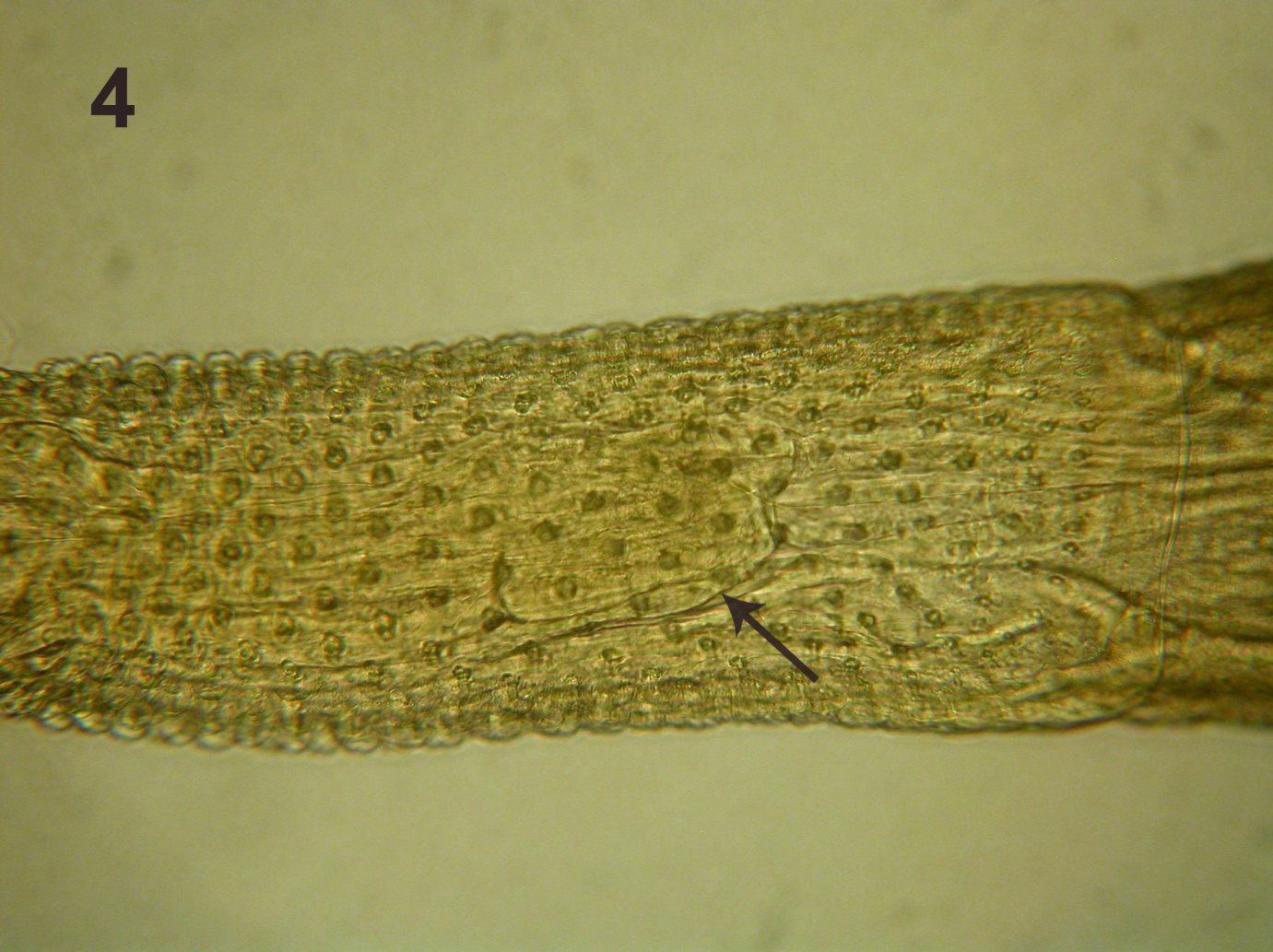 Figure 3: Microscope image of the whole proboscis of the male specimen shown in Figure 2. Length of whole proboscis is 1.37 mm. See the outline of the receptacle (arrow).