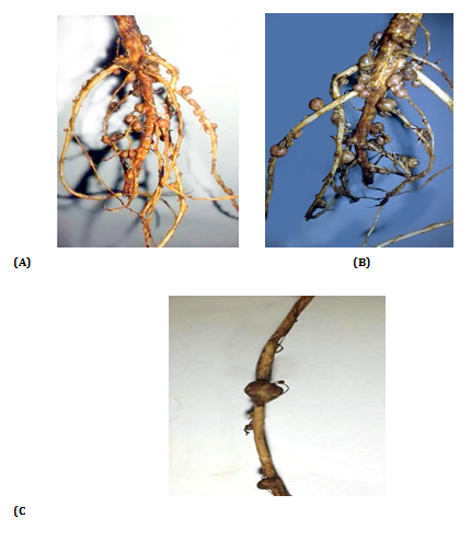 Figure 1: Districts nodules showed the elongated and irregular shapes.