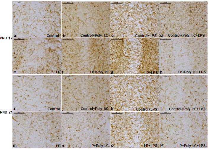 Figure 1: The GFAP labeled PND 12 and 21 CA images showing astrogliosis following stress exposure.