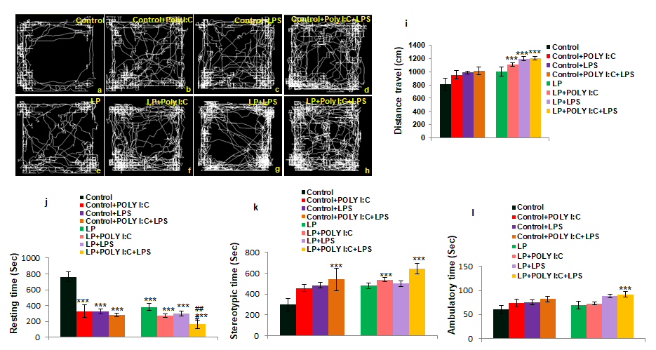 Figure 10: OFT data at PND 30 shows anti-anxiety and hyperactivity mainly in LP+Poly I:C+LPS group.