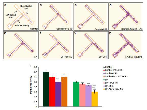 Figure 11: T maze data at PND 30 showing spatial memory impairment in stressed groups.