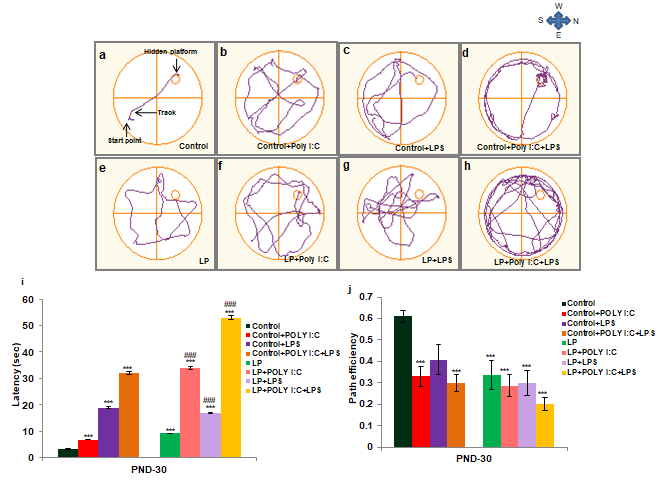 Figure 12: MWM data at PND 30 confirms spatial memory deficits in stressed groups.