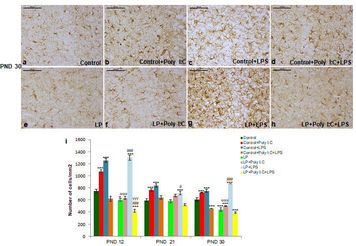 Figure 2: The GFAP labeled PND 30 CA images along with quantitative analysis of the GFAP data showing activation of astrocytes following stress exposure.