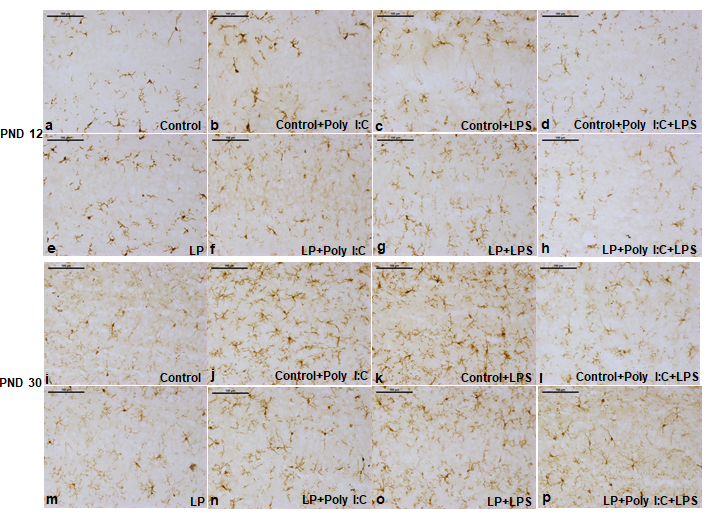 Figure 5: The Iba1 labeled images of the hippocampal sections showing increase in microglial activation at PND 12 and 30, following stress exposure.