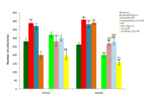 Figure 6: The quantitative data represents total hippocampal microglial population in different groups at PND 12 and 30.