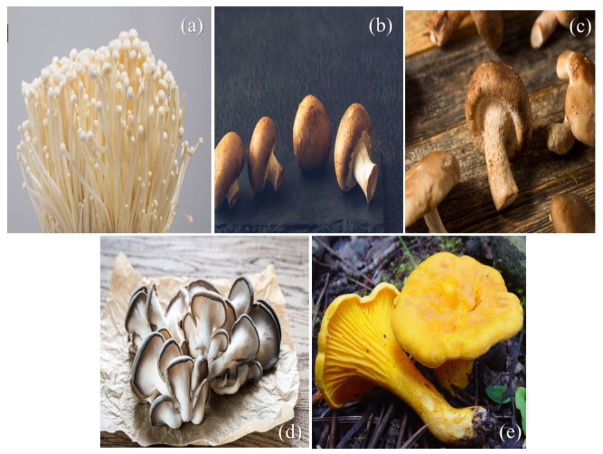 Figure 1: Flammulina velutipes mushroom Cited in: https://twigscafe.com/27-types-of-gourment-medicinal-mushrooms/. (b) Agaricus bisporus. Cited in: https://twigscafe.com/27-types-of-gourment-medicinal-mushrooms/. (c) Shiitake mushroom Letinula edodes. Cited in: https://twigscafe.com/27-types-of-gourment-medicinal-mushrooms/. (d) Oyster mushroom Pleurotus ostreatus. Cited in: https://twigscafe.com/27-types-of-gourment-medicinal-mushrooms/. (e) Cantharellus cibarius, (Photo was taken by: Scott T. Bates. Locality: USA, Arizona, White Mountains, and Hannagan Meadow (Cited in: https://mycoportal.org).