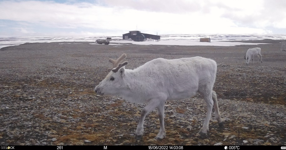 Figure 1: Reindeer with light color of fur neat Cape Zhelania. They could be described as the typical R.t.reasoni.