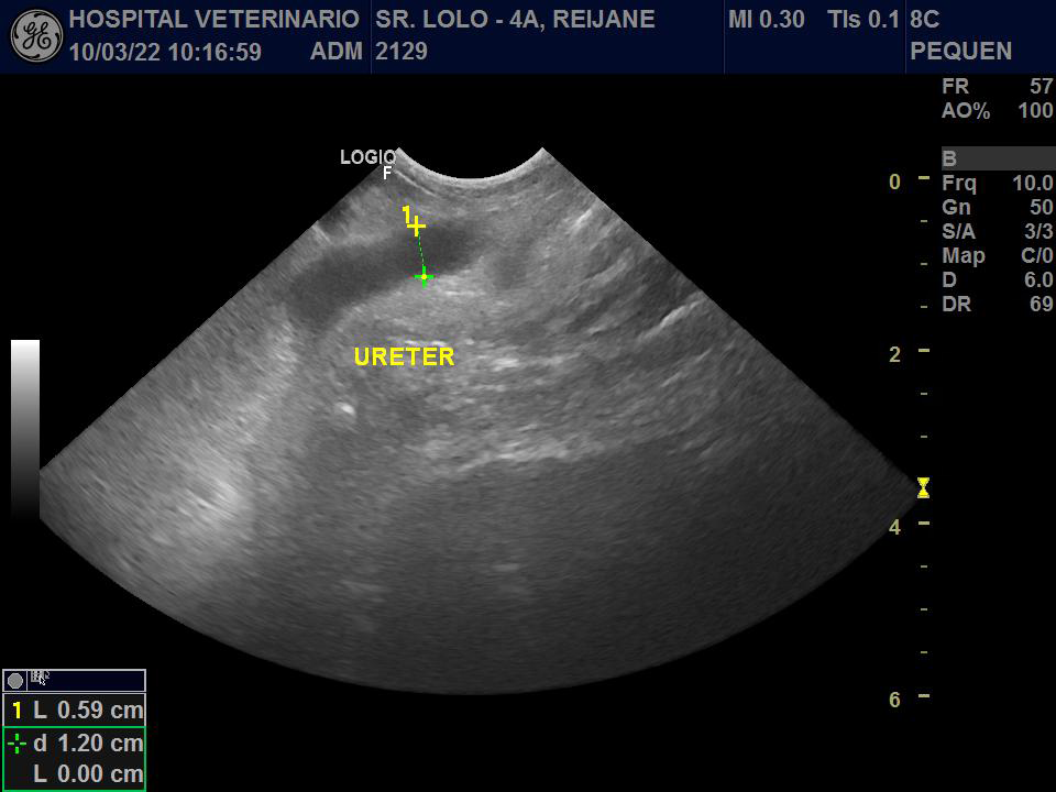 Figure 3: Ultrasonography of Cavia porcellus showing right ureter dilation.