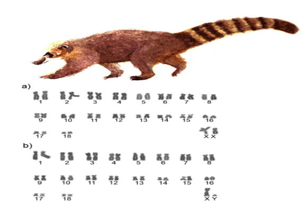 Figure 1: Karyotype of Nasua nasua, 2n=38, female (a) and male (b).