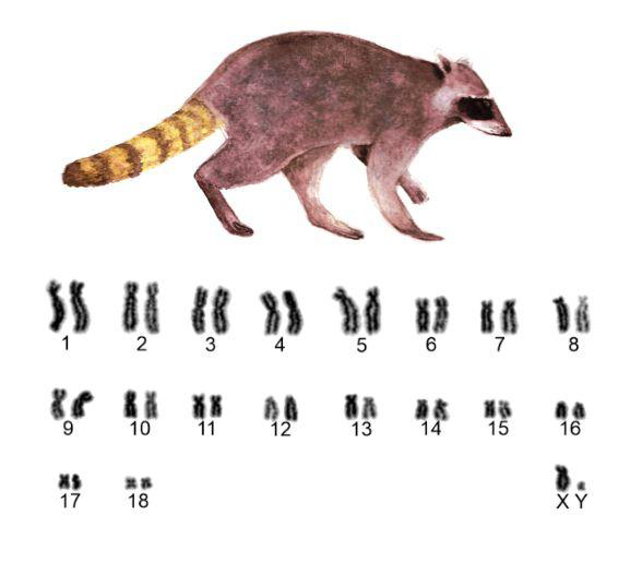 Figure 2: Karyotype of a male of Procyon cancrivorus, 2n=38.
