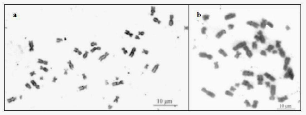 Figure 4: Constitutive heterochromatin chromosomes of Nasua nasua (a) and Procyon cancrivorus (b). Scale bar = 10 μm.