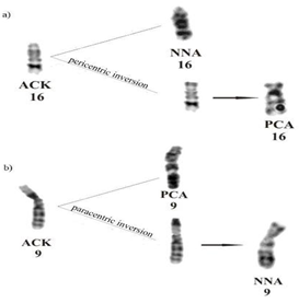 Figure 7: Different evolutionary histories of chromosomes 16 and 9 in N. nasua (NNA) and P. cancrivorus (PCA). (a) Formation of a bi-armed chromosome in PCA from a pericentric inversion of chromosome 16. (b) Paracentric inversion of chromosome 9 of NNA.
