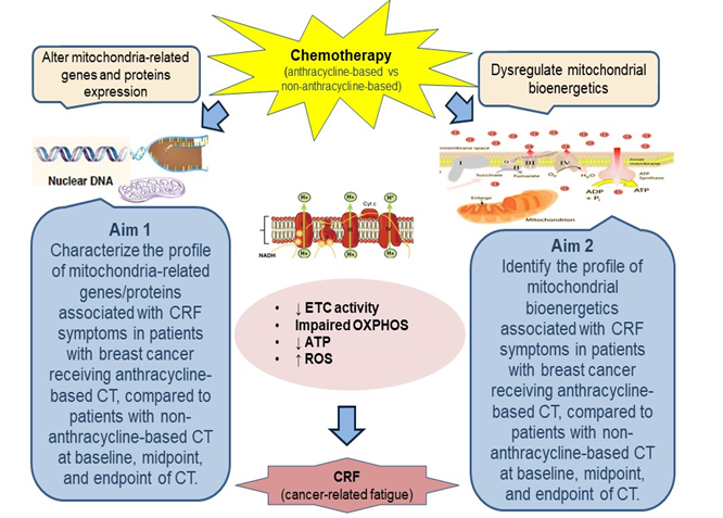 Figure 1: Hypothesized Mitochrondrial Bioenergetic Pathways of CT-induced CRF.