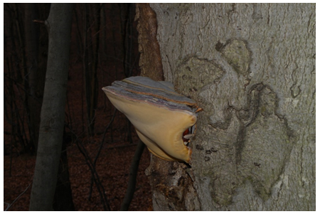 Figure 2: _Ganoderma pfeifferi_ mushroom.