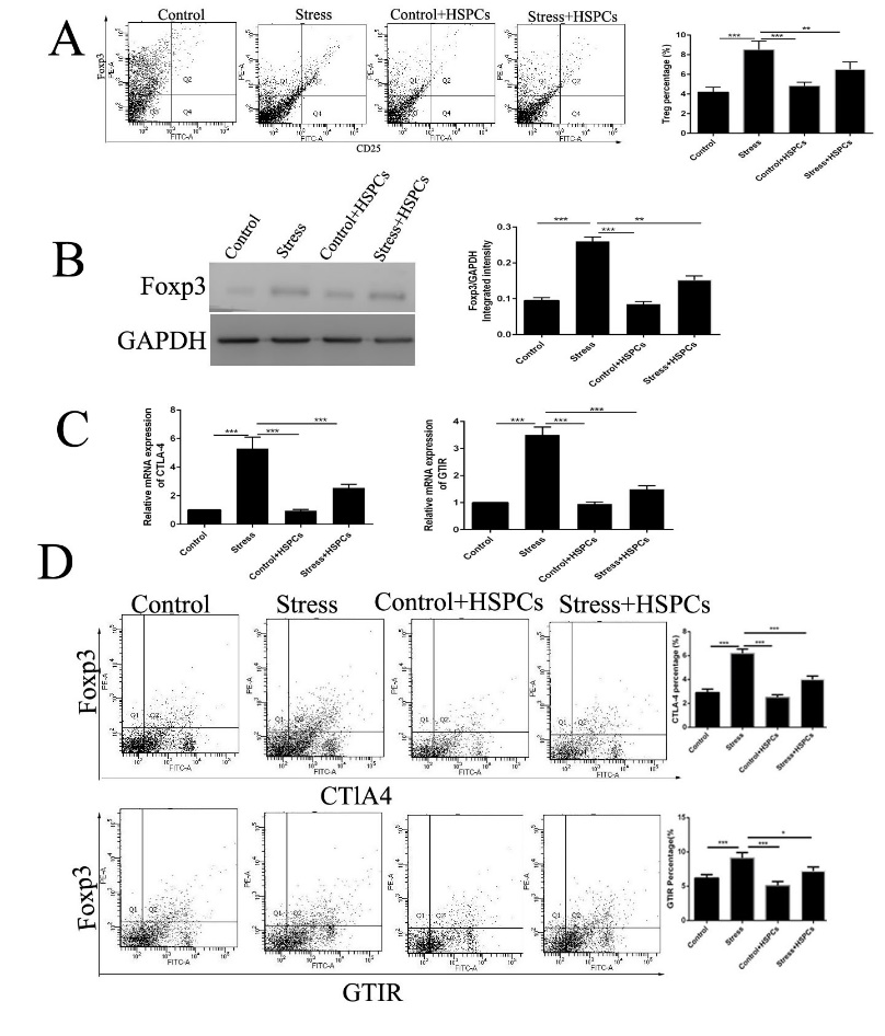 Figure 1: HSPCs reduce the proliferation and decrease the suppressive activity of Tregs in conditions of chronic stress. BALB/c male mice (6-8 weeks old) were injected intravenously with CD34+HSPCs (1x106) in 100 µl PBS or vehicle before the initiation of restraint stress. The mice were subjected to chronic restraint stress for 3 days, 12 h per day. (A) CD4+ cells in the spleens were isolated, and then stained with PE-FOXP3 and FITC-CD25. They were confirmed to be Tregs using flow cytometry. (B) FOXP3 expression in spleens was detected by western blotting. (C) CTLA-4 and GTIR in CD4+CD25+ cells were evaluated. D: The percentage of doubled stained CTLA-4 or GTIR and FOXP3 in sorted CD4+CD25+ regulatory T cells was determined. n =5 per group. **P<0.01, ***P<0.001. HSPC, hematopoietic stem progenitor cell; Tregs, regulatory T cells; FOXP3, forkhead box P3.