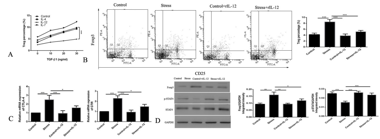 Figure 2: IL-12 exerts potent protection against chronic restraint stress-induced proliferation of Tregs. (A) The proportion of Tregs were determined using flow cytometry in the splenocytes after culturing with different concentrations of TGF-β1 and treatment with different cytokines (10 ng/ml rIL-12, rIL-4, or rIL-7). rIL-12 blocked the (B) proliferation of Tregs and (C) expression of inhibitory molecules in chronic stressed mice. (D) The expression of FOXP3 and p-STAT4 were examined by western blotting with or without rIL-12 treatment before chronic stress. n=5 per group. ***P<0.001. r, recombinant; Tregs, regulatory T cells; FOXP3, forkhead box P3.