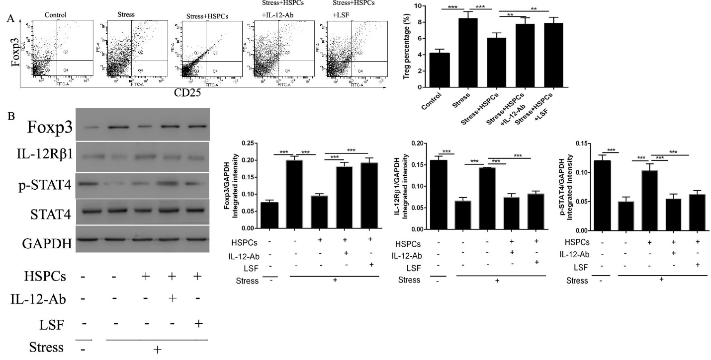 Figure 3: The HSPC-mediated protective effects against the proliferation of Tregs induced by chronic stress is dependent on IL-12/STAT4 signaling. BALB/c male mice (6-8 weeks old) were injected with CD34+HSPCs (1x106) in 100µl PBS with or without the IL-12 neutralization antibody or the selective STAT4 inhibitor LSF immediately before the initiation of restraint stress. (A) Inhibition of the IL-12/STAT4 signaling pathway abolished the protective effects of HSPCs. The isolated CD4+ cells in spleens were stained with PE-FOXP3 and FITC-CD25. (B) The protein expression levels of FOXP3, IL-12Rβ1, and p-STAT4 in the spleens were determined by western blotting. n=5 per group. ***P<0.001. HSPC, hematopoietic stem progenitor cell; LSF, Lisofylline.