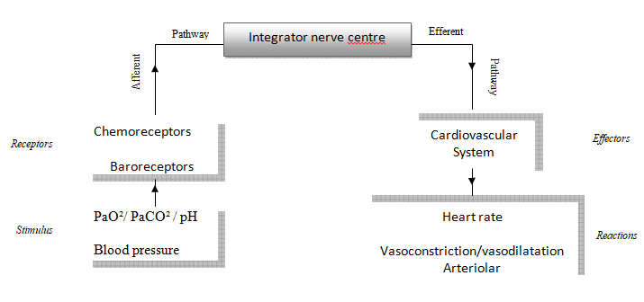 Figure 1: Schematic representation of the fetal cardiovascular nervous control.