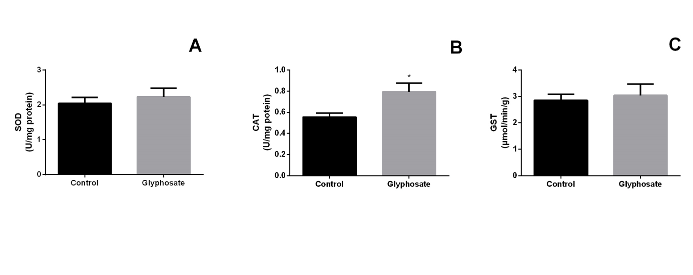 Figure 2: Levels of superoxide dismutase SOD (A), catalase CAT (B) and Glutathione S- tranferase (C) in testes from A. lituratus exposed to GLY. Control (water); GLY (Roundup 4mL/100 mL of water). *Significant difference. Data expressed in mean±SEM.