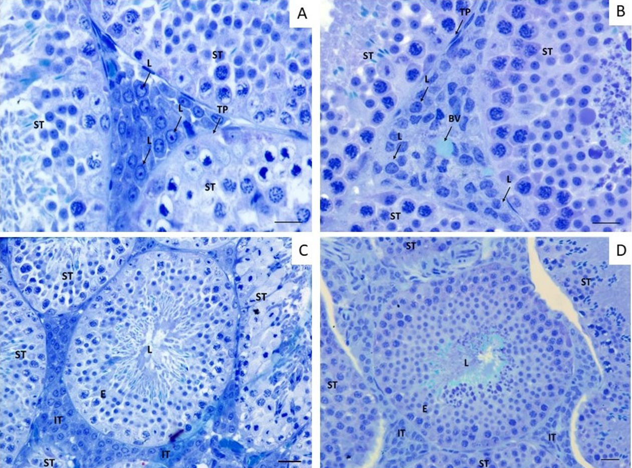 Figure 3: Intertubular and Tubular compartment in A. lituratus testis following 3 days exposure to GLY. a Intertubular compartment of control bats; b Tubular compartment of control bats; c Tubular compartment of bats exposed a 4 mL/ 100 mL of GLY; d Tubular compartment of bats exposed a 4mL / 100 mL of GLY. BV Blood vein; L Leydig Cell, IT Intertubular compartment; TB Tubular compartment; L Lumen; TP Tunica propria; E Epithelium. Toluidine blue. Scale bar = 20 µm.