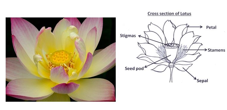 Figure 4: Cross Section of Lotus. The physiological structure of Lotus is very suitable to show the life force of Human life. This is the reason that Lotus is primarily a symbol of creation and a surrogate for the divine power with which to promote godly design. Wherever we find the concern of life there Lotus is closely associated with the idea of the creative process, fertility and the female principle of nature.