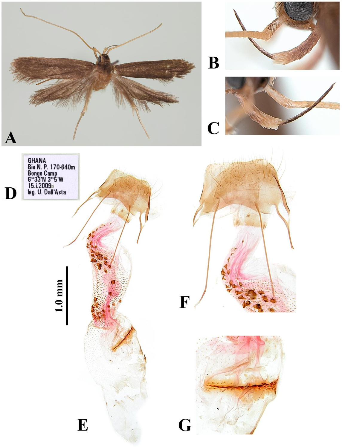 Figure 5: Homaloxestis nuriana Park, sp. nov.: A, adult, female, paratype; B, outer surface of labial palpus; C, inner surface of labial palpus; D, label; E, female genitalia, slide no. CIS-7511; F, close-up antrum; G, close-up signum. Scale bar: 1.0 mm.