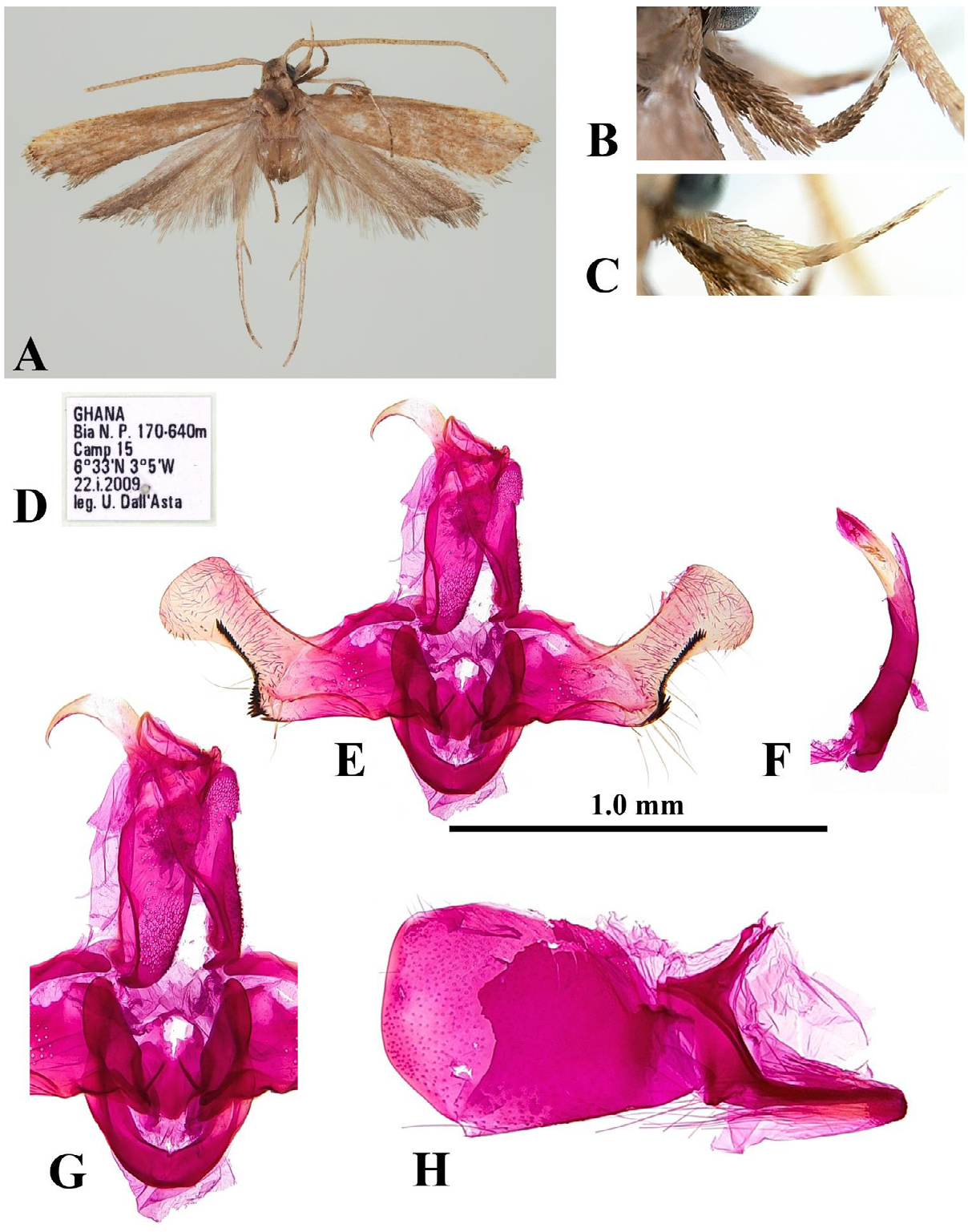 Figure 6: Pectinimura bongoensis Park, sp. nov.: A, adult, male, holotype; B, outer surface of labial palpus; C, inner surface of labial palpus; D, label; E, male genitalia, slide no. CIS-7507; F, ditto, aedeagus; G, close-up central part of genitalia; H, abdominal segments VII–VIII. Scale bar: 1.0 mm.