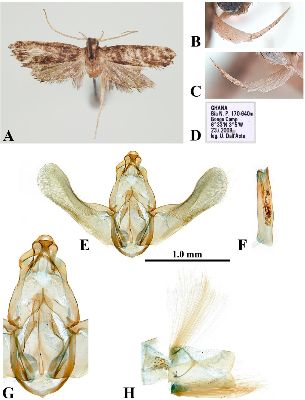 Figure 7: Thubdora laticucullusa Park, sp. nov.: A, adult, male, holotype; B, outer surface of labial palpus; C, inner surface of labial palpus; D, label; E, male genitalia, slide no. CIS-7322; F, ditto, aedeagus; G, close-up central part of genitalia; H, abdominal segments VII–VIII. Scale bar: 1.0 mm.