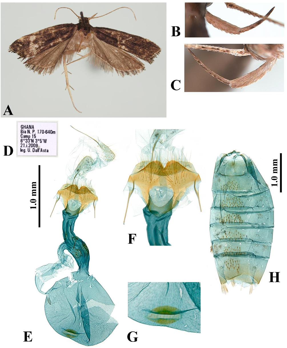 Figure 8: Thubdora nubidiella Park, sp. nov.: A, adult, female, holotype; B, outer surface of labial palpus; C, inner surface of labial palpus; D, label; E, female genitalia, slide no. CIS-7304; F, close-up antrum; G, close-up signum; H, abdomen. Scale bar: 1.0 mm.