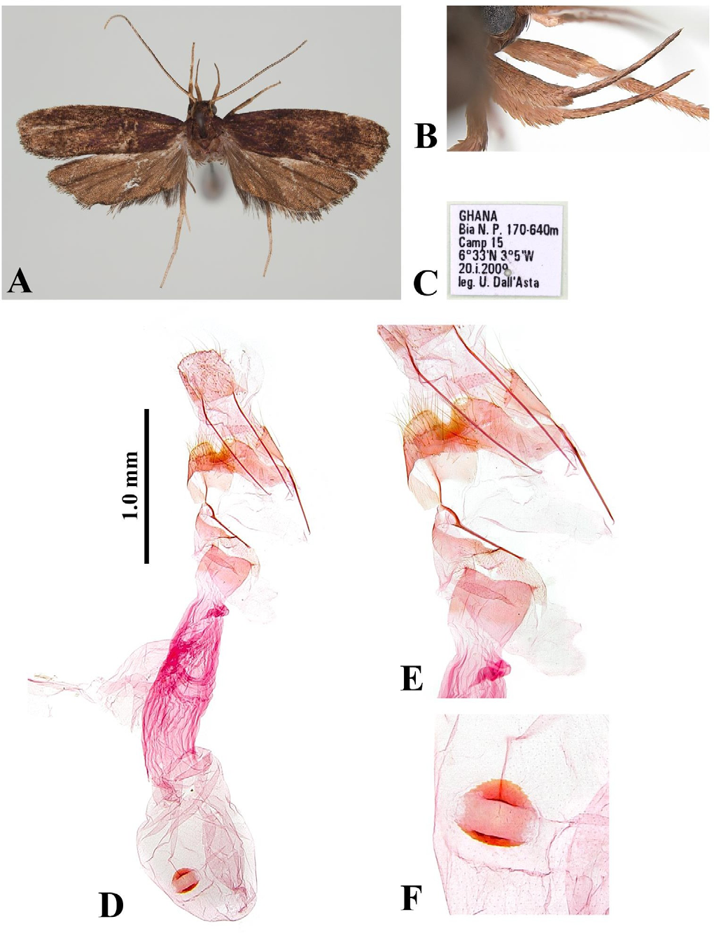 Figure 9: Thubdora ambliodes Park,2018: A, adult, female; B, labial palpi in lateral view; C, label; D, female genitalia, slide no. CIS-7497; E, close-up antrum; F, close-up signum. Scale bar: 1.0 mm.