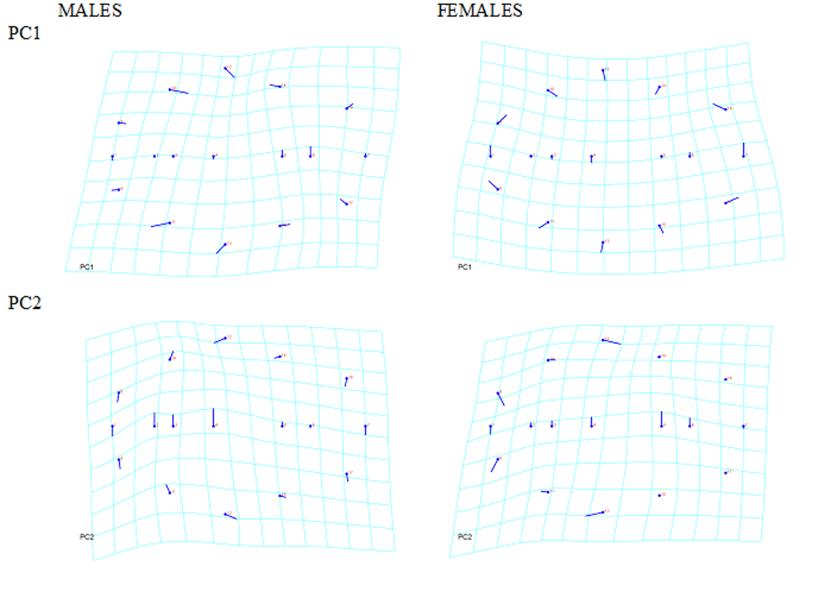 Figure 2: First Principal Component (PC1) and second Principal Component (PC2) of joint variation in landmark positions for individual directional asymmetry for males (n=33) and females (n=63), using the set of 17 landmarks. PC1 and PC2 explained a 28.7% and a 25.4% of plastron asymmetric shape variance, respectively; they did not discriminate between males and females. The graphical representation of PC1 and PC2 revealed the existence of directional differences between the left and right body shell sides mainly on gular and humeral plaques, indicating a greater development of the right side.