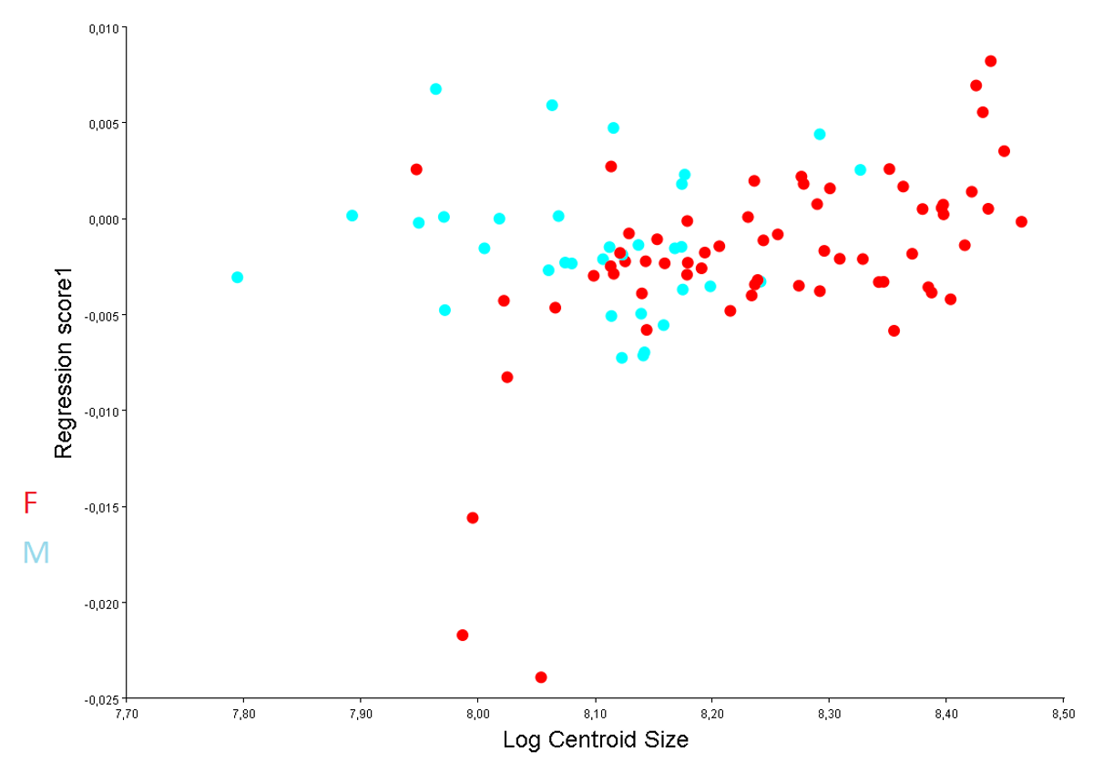 Figure 3: Regression trajectories for both genders of yellow-bellied slider turtle (Trachemys scripta scripta) by relating the centroid size Log-transformed values (Log Centroid Size) vs. the shape scores (that is. the regression score obtained from the Procrustes coordinates). Regression of shape of size for symmetric component was not significative for males (n=33; P=0.652; 1.97 % of shape variation explained by size variation) but significative for females (n=63; P=0.0008; 6.80 % of shape variation explained by size variation).