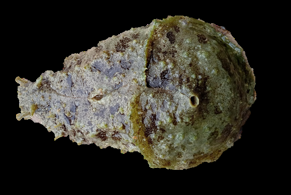 Figure 1: Morphology of Wedge Sea Hare (Dolabella auricularia).