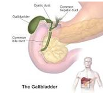 Figure 2: ** Gallbladder and Ducts.