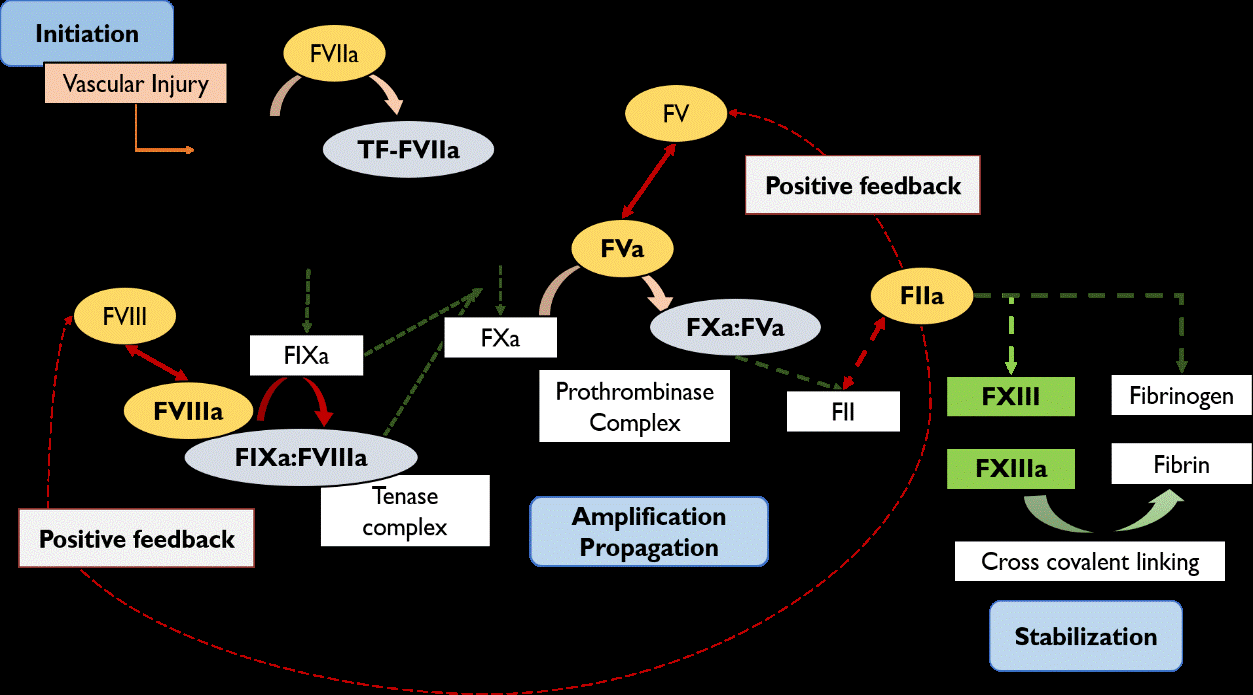 Figure 1: Mechanism of coagulation cascade. FVIIa, factor VII activated; FIX, factor IX; FIXa, factor IX activated; FX, factor X; FXa, factor X activated; FVIII, factor VIII; FVIIIa, factor VIII activated; FV, factor V; FVa, factor V activated; FII, prothrombin; FIIa, Thrombin; FXIII, fibrin-stabilizing factor; FXIIIa, fibrin-stabilizing factor activated; TF, tissue thromboplastin or tissue factor.