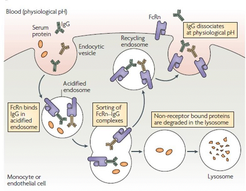 Figure 4: The neonatal Fc receptor (FcRn) and IgG mechanism in vascular endothelium.